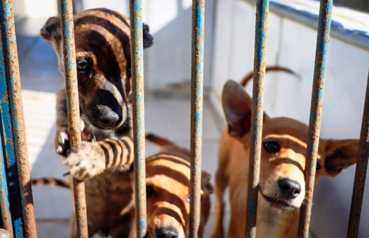 Cerca de 30 animais estarão disponíveis para adoção neste sábado em Caraguatatuba