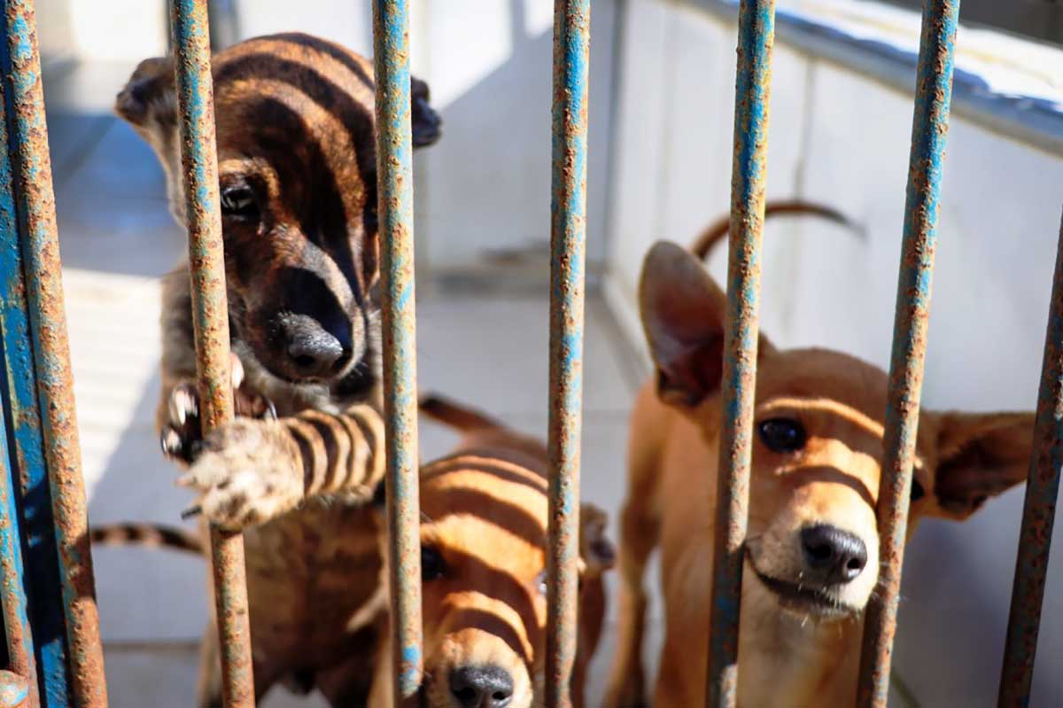 Cerca de 30 animais estarão disponíveis para adoção neste sábado em Caraguatatuba