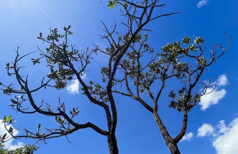 Alertas de desmatamento batem recorde no Cerrado