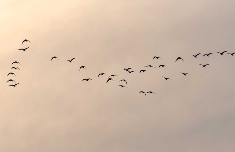 Ilhabela reforça orientação de não tocar em aves debilitadas ou em comportamento alterado