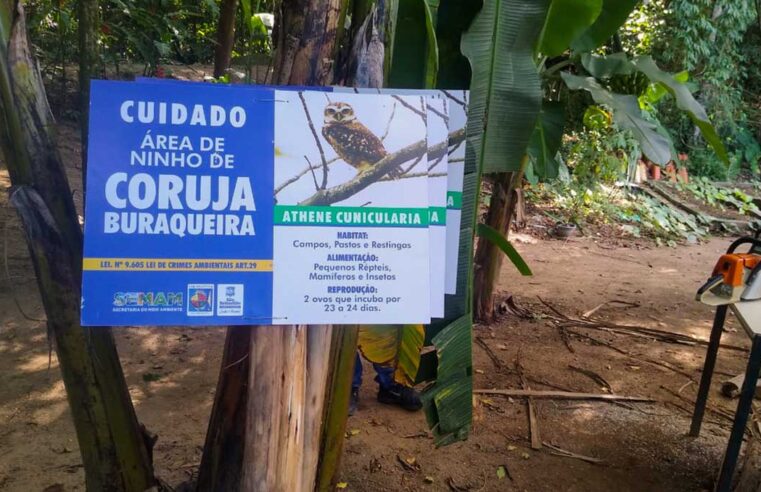 Ninhos de corujas buraqueiras recebem placas de sinalização da SEMAM em praias de São Sebastião