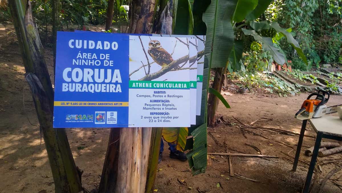 Ninhos de corujas buraqueiras recebem placas de sinalização da SEMAM em praias de São Sebastião