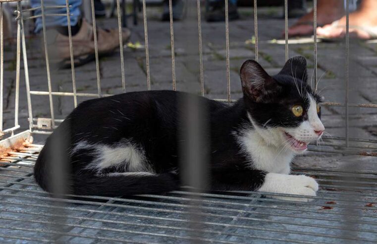 Prefeitura de São Sebastião realiza Feira de Adoção de Gatos nesta sexta-feira