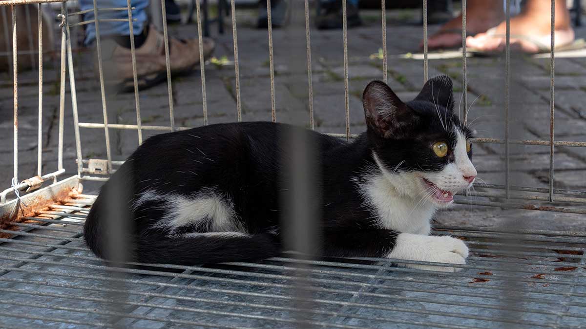 Prefeitura de São Sebastião realiza Feira de Adoção de Gatos nesta sexta-feira