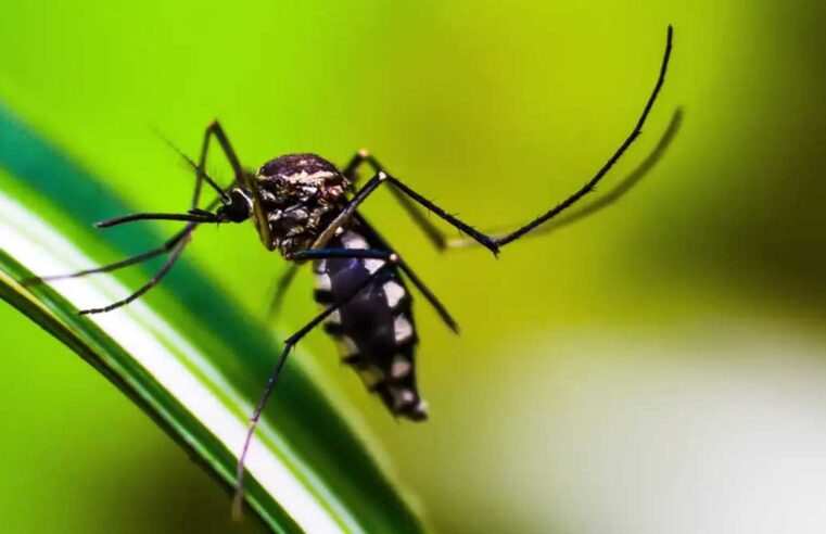 Estado do Rio de Janeiro decreta epidemia de dengue