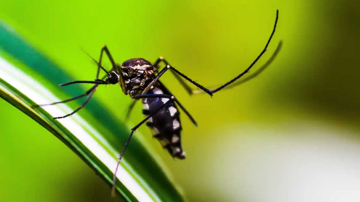 Estado do Rio de Janeiro decreta epidemia de dengue