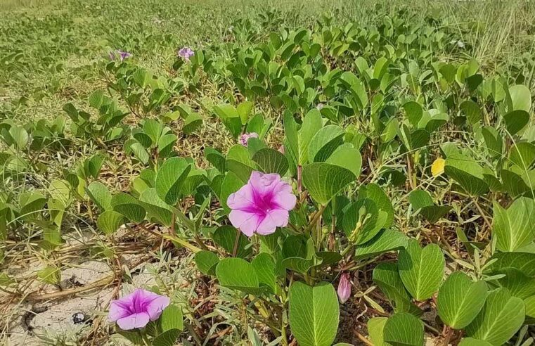 SEMAM participa de evento em alusão ao Dia Nacional de Conscientização sobre as Mudanças Climáticas