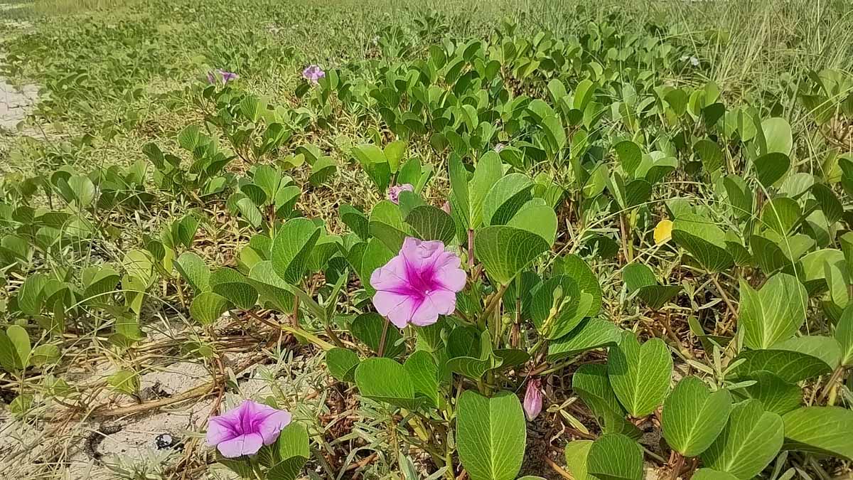 SEMAM participa de evento em alusão ao Dia Nacional de Conscientização sobre as Mudanças Climáticas