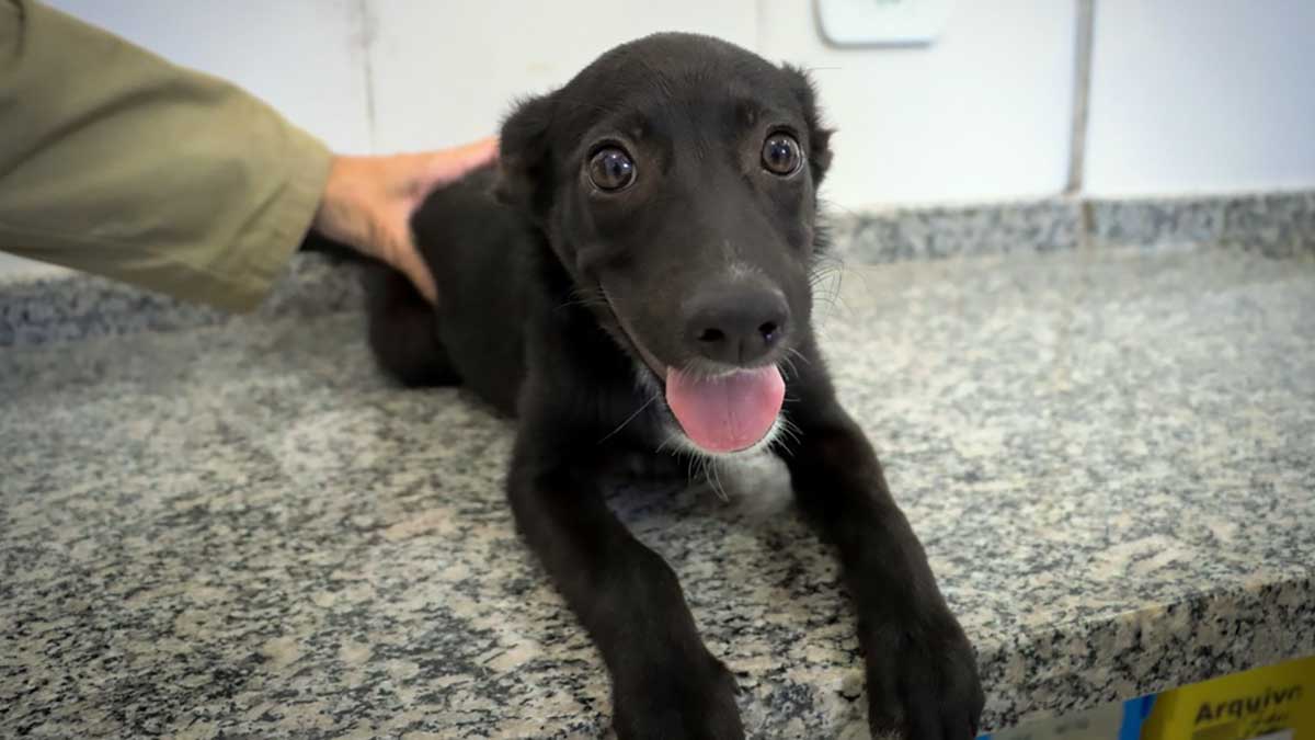 Quatro animais são adotados em Feira do CCZ e adoção segue durante a semana em Caraguatatuba