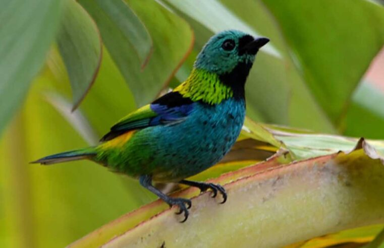 Setur anuncia exposição sobre Aves da Mata Atlântica & vegetações nativas em Ubatuba