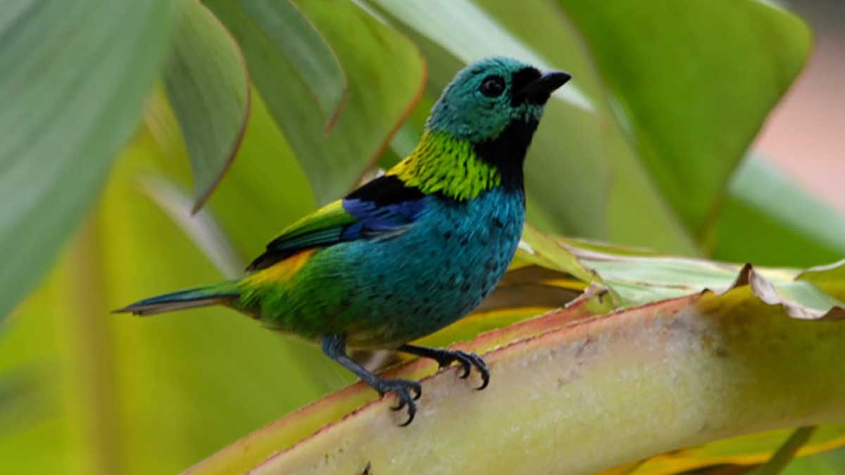 Setur anuncia exposição sobre Aves da Mata Atlântica & vegetações nativas em Ubatuba