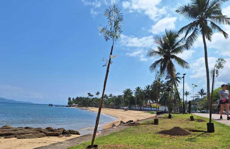 Rotary Club de Ilhabela faz 50 anos e comemora data com o plantio de árvore nativa